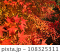 真っ赤な紅葉 108325311