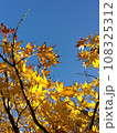 青空に映える紅葉 108325312