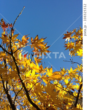 青空に映える紅葉 青空に映える紅葉 108325312