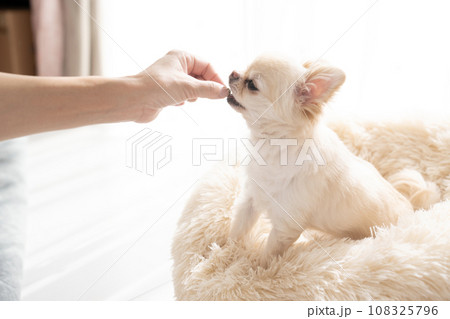 白いベッドに入ってオヤツをもらうチワワのムー 白いベッドに入ってオヤツをもらうチワワのムー 108325796