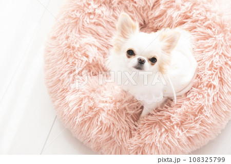 ピンクのベッドに入ったチワワのルナ ピンクのベッドに入ったチワワのルナ 108325799