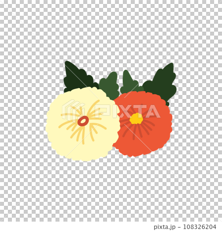 菊花かぶ 108326204