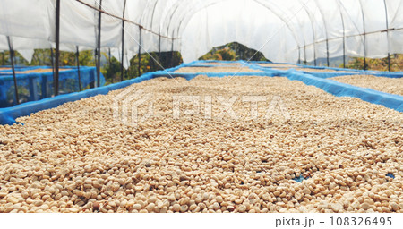 Raw coffee beans heap dry green seed unroasted grain in eco farm. Aroma espresso farm plant coffee bean agriculture objects. Sun dried Freshness Arabica processing harvest black coffee 108326495