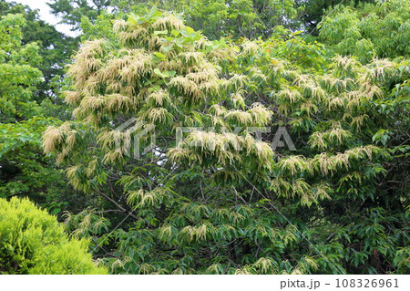 クリの木の花 クリの木の花 108326961