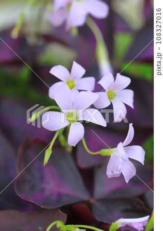 オキザリス・トライアングラリス（紫の舞） 108327016