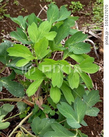 ボタンボウフウ　薬用植物　 108327070