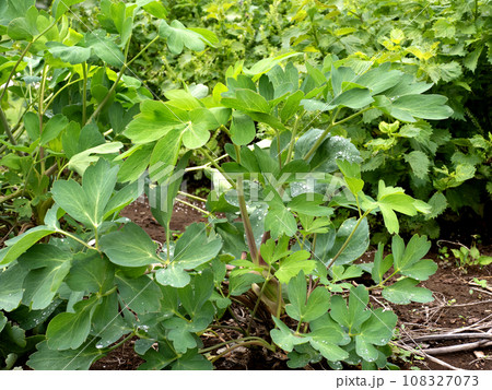 ボタンボウフウ　薬用植物　 108327073