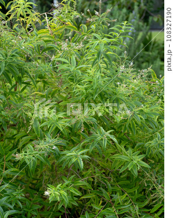 レモンバーベナの栽培 108327190