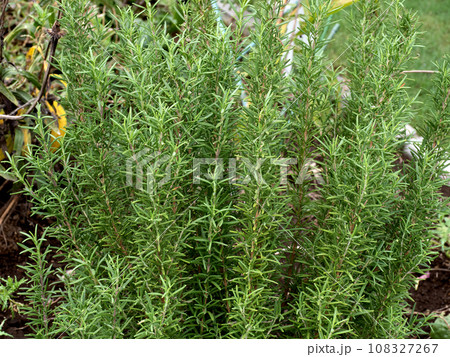 ローズマリーの栽培 ローズマリーの栽培 108327267