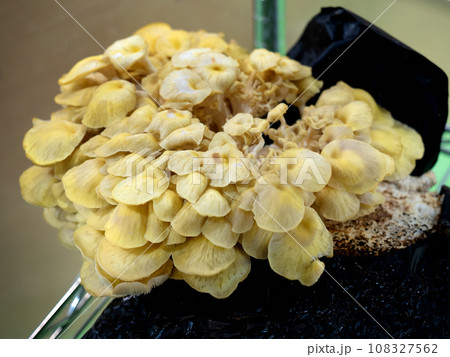 タモギタケの栽培 108327562