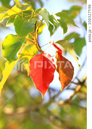 赤く紅葉した楠木（クスノキ）葉 108327596