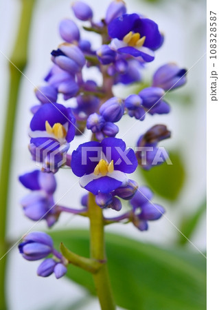 ディコリサンドラ・ティルシフロラ（ブルー・ジンジャー） 108328587