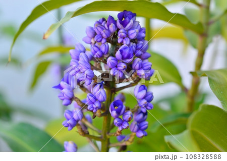 ディコリサンドラ・ティルシフロラ（ブルー・ジンジャー） 108328588