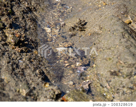 海岸の潮だまり。 108328619