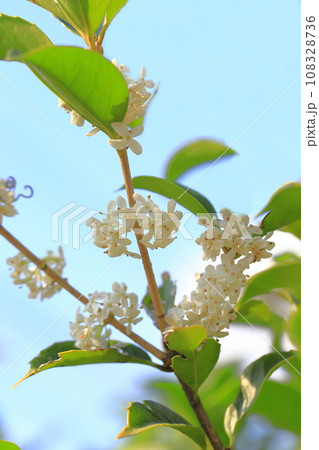 白い花をつけた柊木犀(ヒイラギモクセイ) 白い花をつけた柊木犀(ヒイラギモクセイ) 108328736