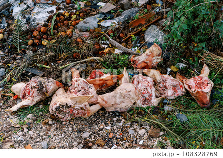 Severed pig heads are lying along with food waste in a spontaneous dump in the forest 108328769