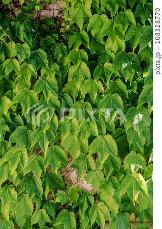 Green leaves of vichi grapes weave along a stone wall Green leaves of vichi grapes weave along a stone wall 108328770