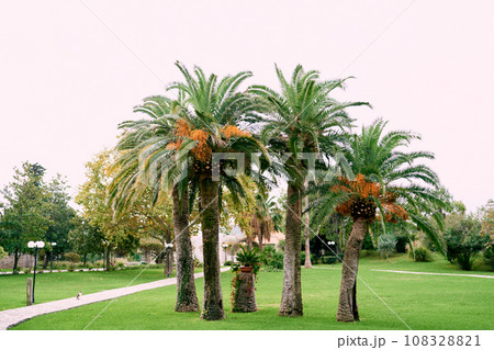 Date palms with ripe dates grow in the yard near an apartment building Date palms with ripe dates grow in the yard near an apartment building 108328821