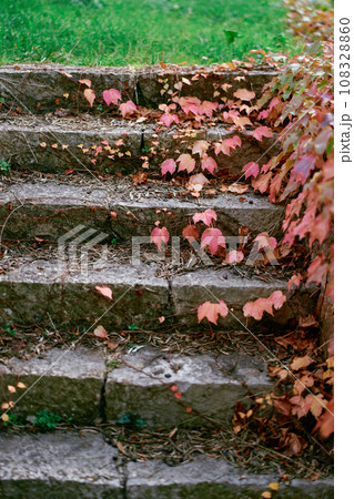 Red ivy climbs the stone steps in the park Red ivy climbs the stone steps in the park 108328860
