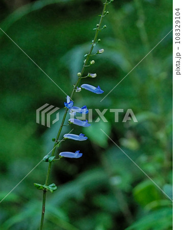 秋の山野草シソ科アキチョウジ 秋の山野草シソ科アキチョウジ 108329104