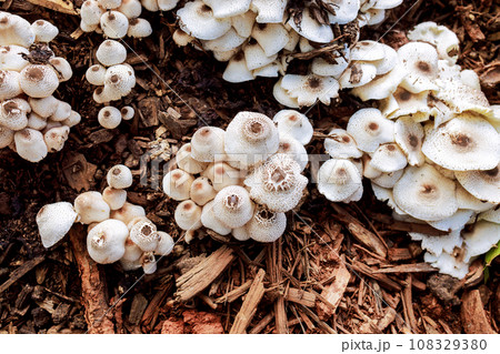In an autumn forest there is large group of mushrooms growing on tree sawdust called Pholiota aurivella. In an autumn forest there is large group of mushrooms growing on tree sawdust called Pholiota aurivella. 108329380