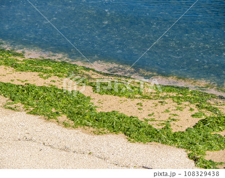海藻が大量に漂着している砂浜の波打ち際。 108329438