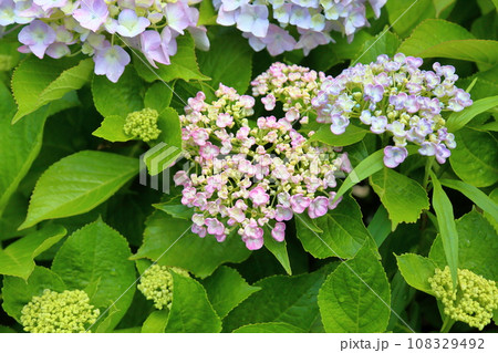 ウズアジサイの花 ウズアジサイの花 108329492