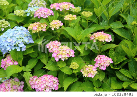 アジサイの花 108329493