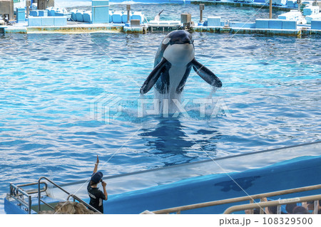 名古屋港水族館シャチショー 名古屋港水族館シャチショー 108329500