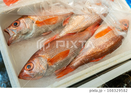 ノドグロ、のどぐろ、アカムツ、魚 108329582