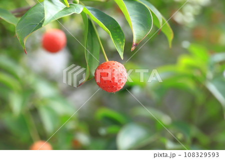常盤山法師(トキワヤマボウシ)の実 常盤山法師(トキワヤマボウシ)の実 108329593