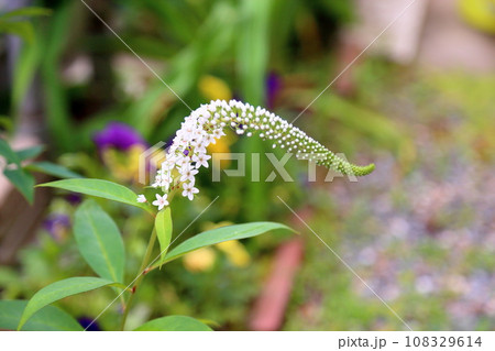 オカトラノオの花 オカトラノオの花 108329614