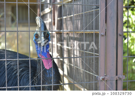 ヒクイドリ 108329730