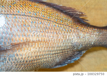 鯛、タイ、魚、真鯛、たい 108329750