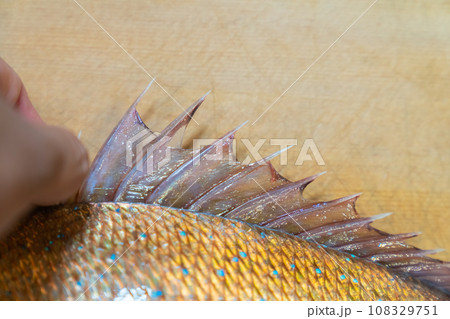鯛、タイ、魚、真鯛、たい 108329751