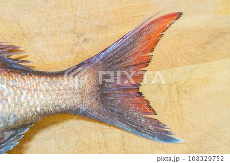 鯛、タイ、魚、真鯛、たい 鯛、タイ、魚、真鯛、たい 108329752