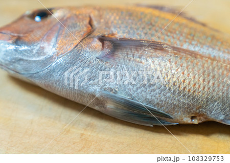 鯛、タイ、魚、真鯛、たい 鯛、タイ、魚、真鯛、たい 108329753