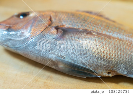 鯛、タイ、魚、真鯛、たい 108329755