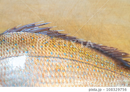 鯛、タイ、魚、真鯛、たい 鯛、タイ、魚、真鯛、たい 108329756