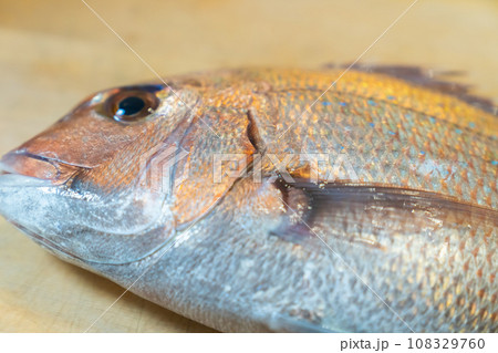 鯛、タイ、魚、真鯛、たい 108329760