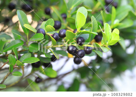 黒い実をつけた犬黄楊（イヌツゲ） 108329802