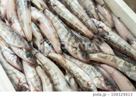 メヒカリ　魚 108329813