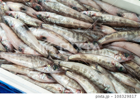 メヒカリ 魚 メヒカリ 魚 108329817