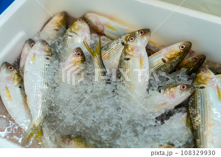 コハダ　コノシロ　ニシン科の魚 108329930