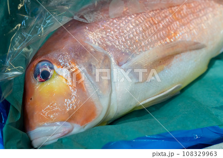 アマダイ、アカアマダイ、赤アマダイ、あまだい アマダイ、アカアマダイ、赤アマダイ、あまだい 108329963