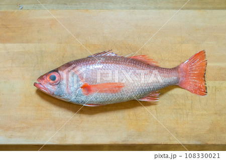 ノドグロ、のどぐろ、アカムツ、魚 108330021