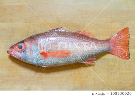 ノドグロ、のどぐろ、アカムツ、魚 ノドグロ、のどぐろ、アカムツ、魚 108330026