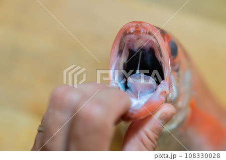 ノドグロ、のどぐろ、アカムツ、魚 108330028