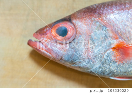 ノドグロ、のどぐろ、アカムツ、魚 108330029