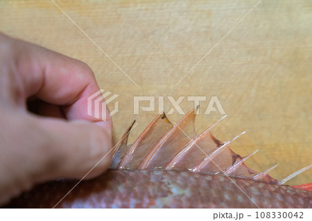 ノドグロ、のどぐろ、アカムツ、魚 ノドグロ、のどぐろ、アカムツ、魚 108330042